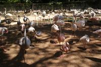 Flamingos (3)