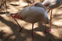 Flamingos (4)