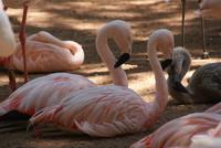 Flamingos (5)