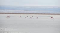 Flamingos, Salar de Atacama, Atacama Wüste