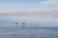 Flamingos