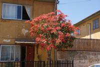 Flor de los Incas