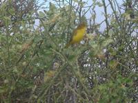 Floreana