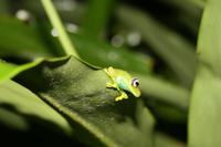 Frosch im Regenwald