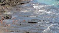 Galapagos - Ausflug nach Bartolomé -