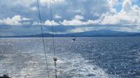 Galapagos - Ausflug nach Bartolome - Delfine gesichtet