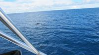 Galapagos - Ausflug nach Bartolome- Delfine gesichtet