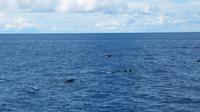 Galapagos - Ausflug nach Bartolome- Delfine gesichtet