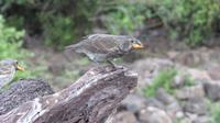 Galapagos - Carles-Darwin-Forschungsstation- Galapagos-Fink