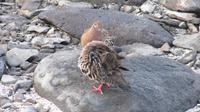 Galapagos - Espanola - Galapgostaube