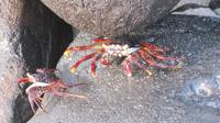 Galapagos - Espanola - Krabben