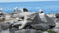 Galapagos - Espanola - Maske-Tölpel