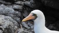 Galapagos - Espanola - Maske-Tölpel