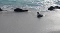 Galapagos - Espanola - Meeresechse