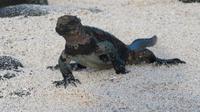 Galapagos - Espanola - Meeresechse