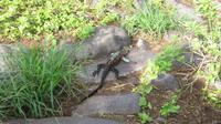 Galapagos - Espanola - Meeresechse