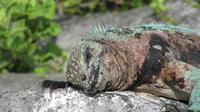 Galapagos - Espanola - Meeresechse