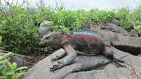 Galapagos - Espanola - Meeresechse