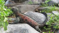 Galapagos - Espanola - Meeresechse