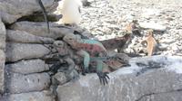 Galapagos - Espanola - Meersechsen