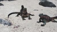 Galapagos - Espanola - Meersechsen