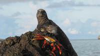Galapagos - Espanola -Gadner-Bucht - Meeresechse und Krabben
