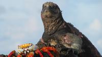 Galapagos - Espanola -Gadner-Bucht - Meeresechse und Krabben