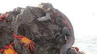 Galapagos - Espanola -Gadner-Bucht - Meeresechse und Krabben