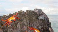 Galapagos - Espanola -Gadner-Bucht - Meeresechse und Krabben