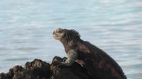 Galapagos - Espanola -Gadner-Bucht - Meeresechse