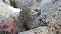 Galapagos - Espanola -Gadner-Bucht - Meeresechse