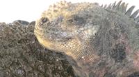Galapagos - Espanola -Gadner-Bucht - Meeresechse
