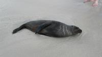 Galapagos - Espanola -Seelöwe