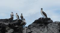 Galapagos - Floreana - BlaufuÁ-Tölpel