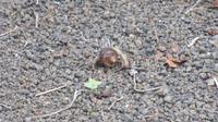 Galapagos - Floreana - Einsiedlerkrebs