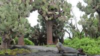 Galapagos - Floreana - Seelöwe