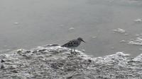Galapagos - Floreana -