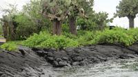 Galapagos - Floreana
