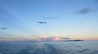 Galapagos - Fregattvögel begleiten uns