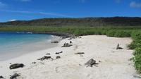 Galapagos - Santa Fee - Galapagos-Fink auf KaktusblÜte