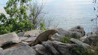 Galapagos - Santa Fee - Gelber Landleguan