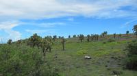 Galapagos -Plaza Sur -