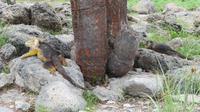 Galapagos -Plaza Sur -Gelber Landleguan und Meeresechse