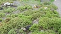 Galapagos -Plaza Sur -Gelber Landleguan