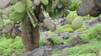 Galapagos -Plaza Sur -Gelber Landleguan