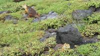 Galapagos -Plaza Sur -Gelber Landleguan