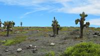 Galapagos -Plaza Sur -KakteenbÃ€ume
