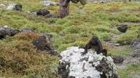 Galapagos -Plaza Sur -Meeresechse