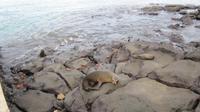 Galapagos -Plaza Sur -Seelöwen