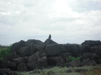 Galapagosbussard